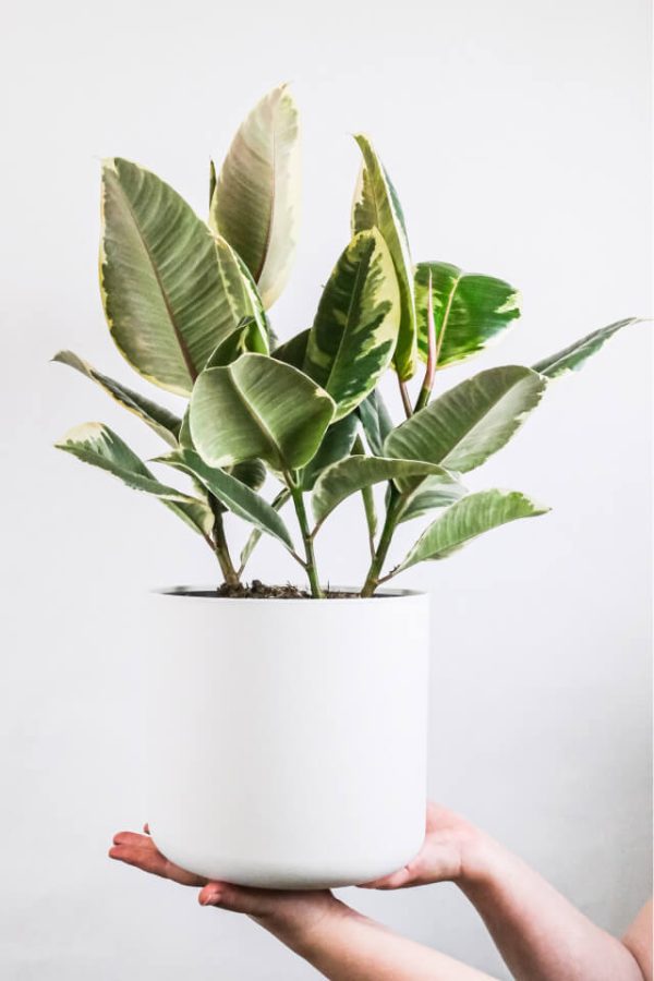 Calathea Beauty Star - Imagen 2